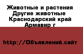 Животные и растения Другие животные. Краснодарский край,Армавир г.